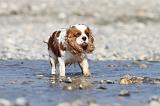 CAVALIER KING CHARLES 229